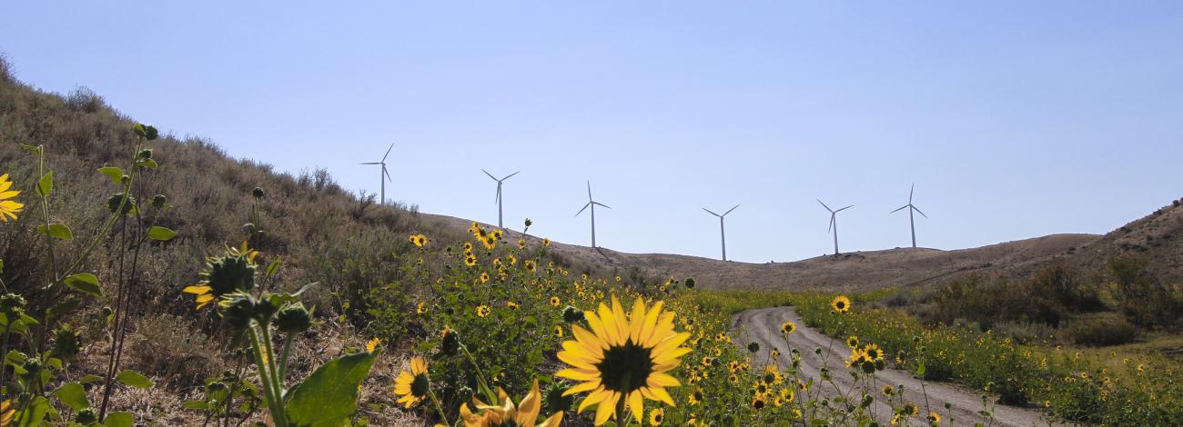 Wind turbines behind sunflowers