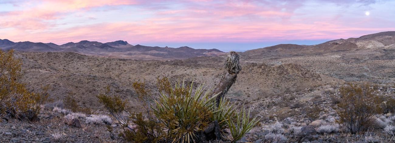 Purple desert sunset with yucca in the foreground.