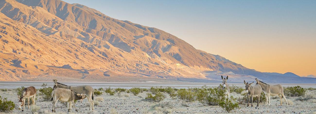 Wild Burros in the desert (Jesse Pluim, BLM)