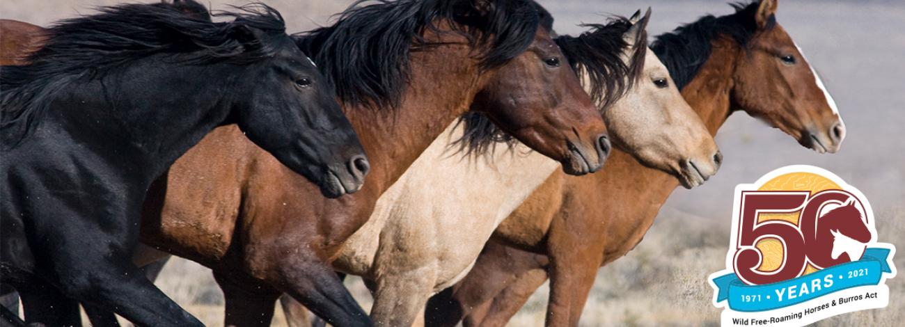 Four horses running on a plain, with the Wild Horse and Burro 50th Anniversary Celebration logo