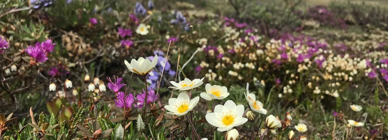 Yellow, pink, and purple wildflowers on tundra near the Utukok River. Photo by Kim Mincer (BLM)