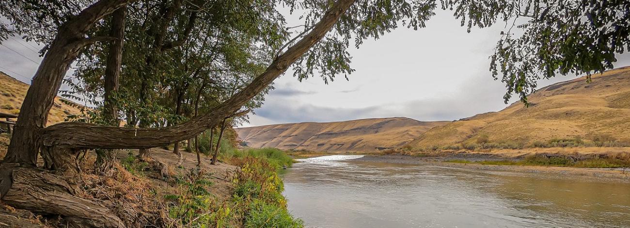 dry landscape with tree and river