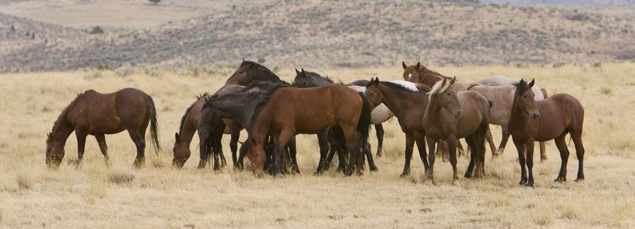 photo of a group of wild horses grazing on the range