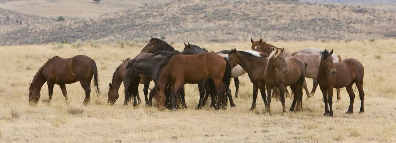 photo of a group of wild horses grazing on the range