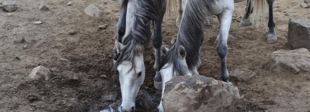 Wild horses drink from Rock Springs within the Antelope Complex’s Goshute Herd Management Area. 