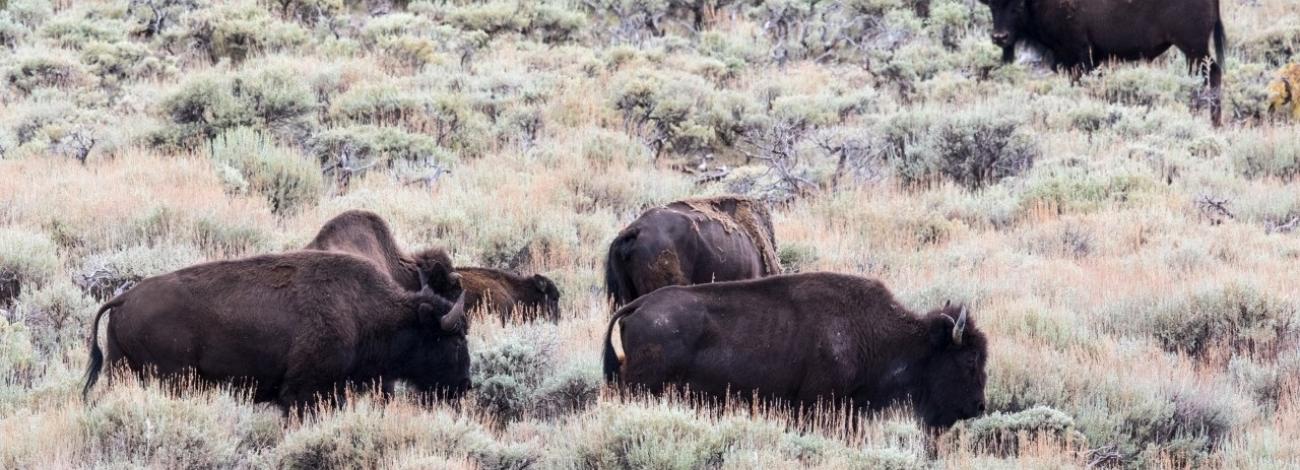 Bison in prairie