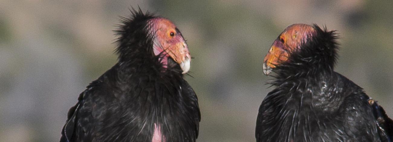 Two California condors standing on a rock looking at each other.