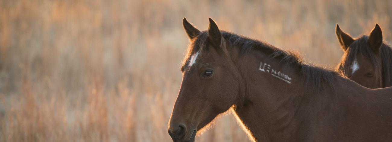A wild horse at the Oklahoma Field Office.