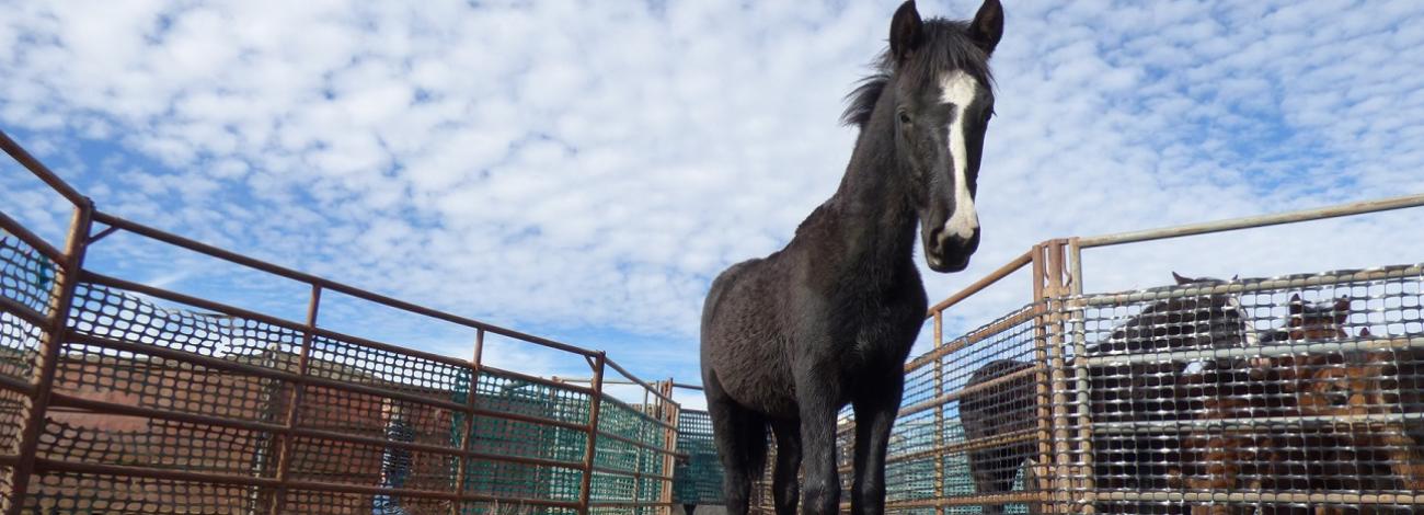 photo of a black horse, with other horses in a corral in the background