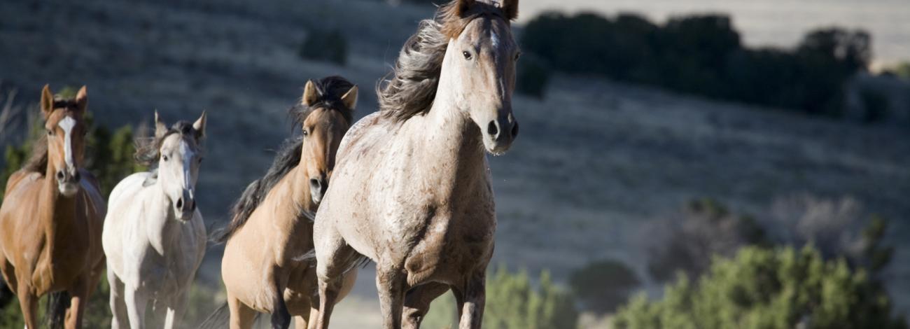 Conger wild horses running on grass with a mountain landscape on the horizon. Copyright: Bob  Hills. 