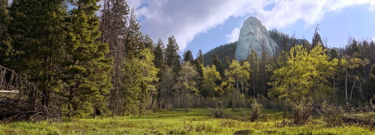 lush green forested area with large cone shaped spire in background