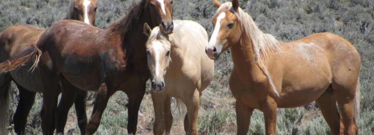 photo of four horses standing on the range