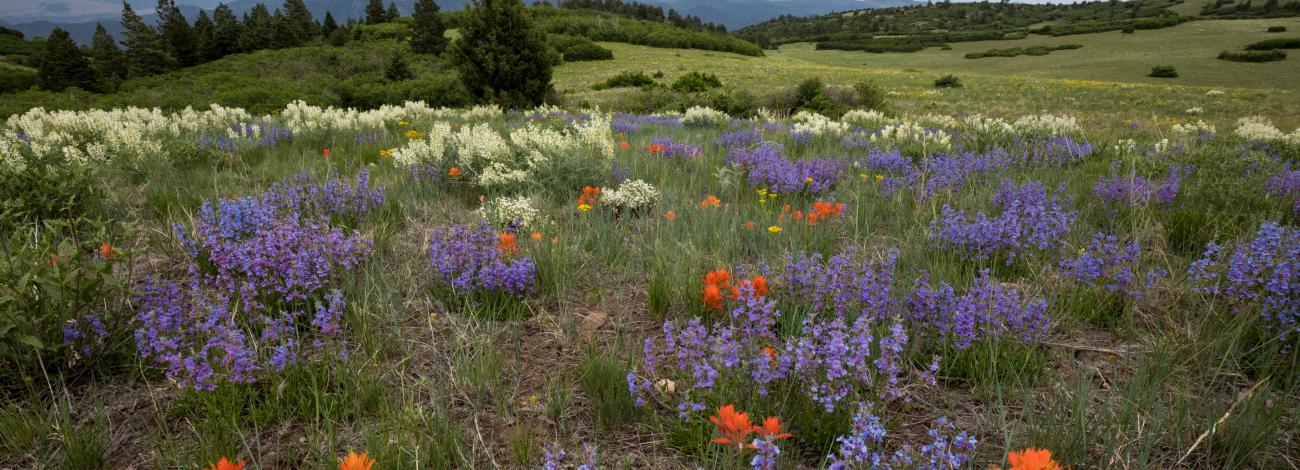 HIGH MESA GRASSLAND WILDERNESS STUDY AREA with wild flowers that are purple and orange in a green field