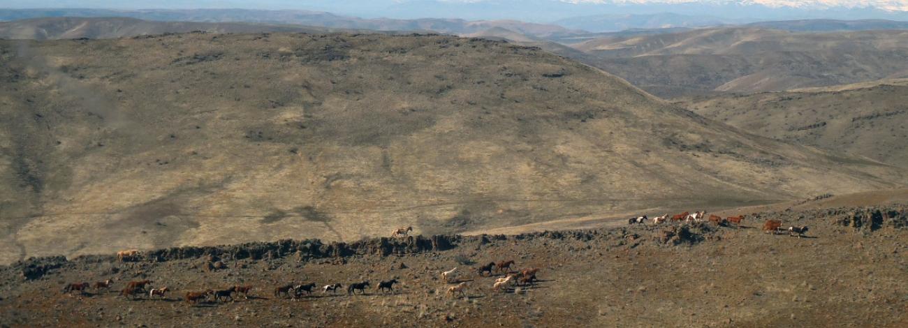 Horses in a mountainous landscape