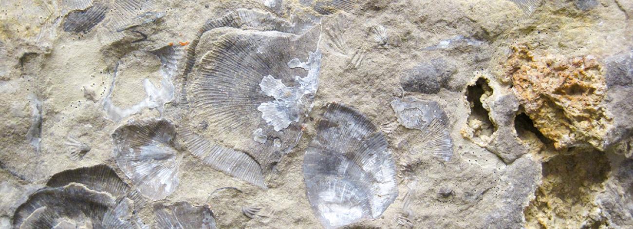 Brachiopod fossils within Madison Limestone in Fegus County, MT.