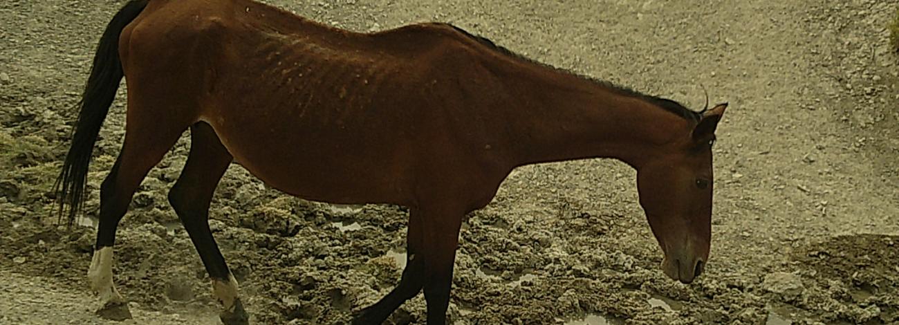 Bay horse from Jackson Mountain Herd Management Area