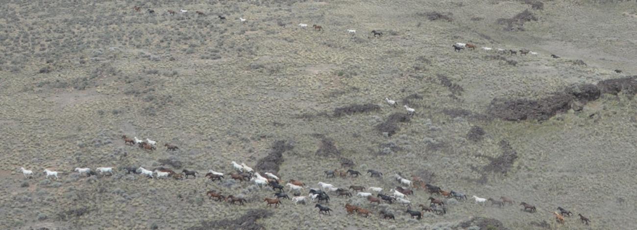 Wild horses running through the Owyhee Complex