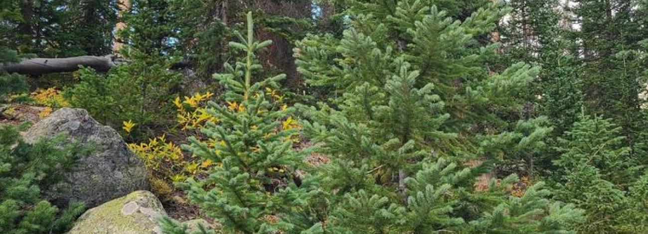Christmas tree permits available online beginning Nov. 15 