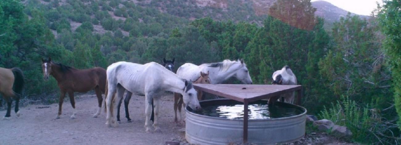 Horses drinking from trough. 