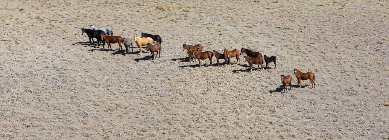 Wild Horse at Desatoya HMA