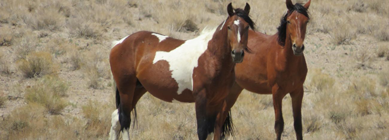 Horses on the Nevada Wild Horse Range