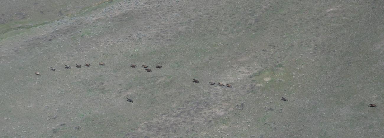 Horses running on a hillside