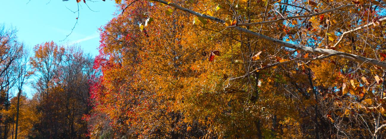 Meadowood Special Recreation Management Area