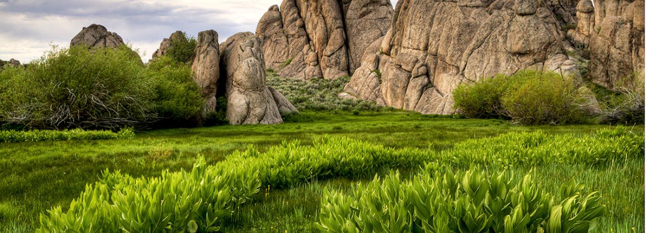 Open field full of green grass with bare rocks in the background