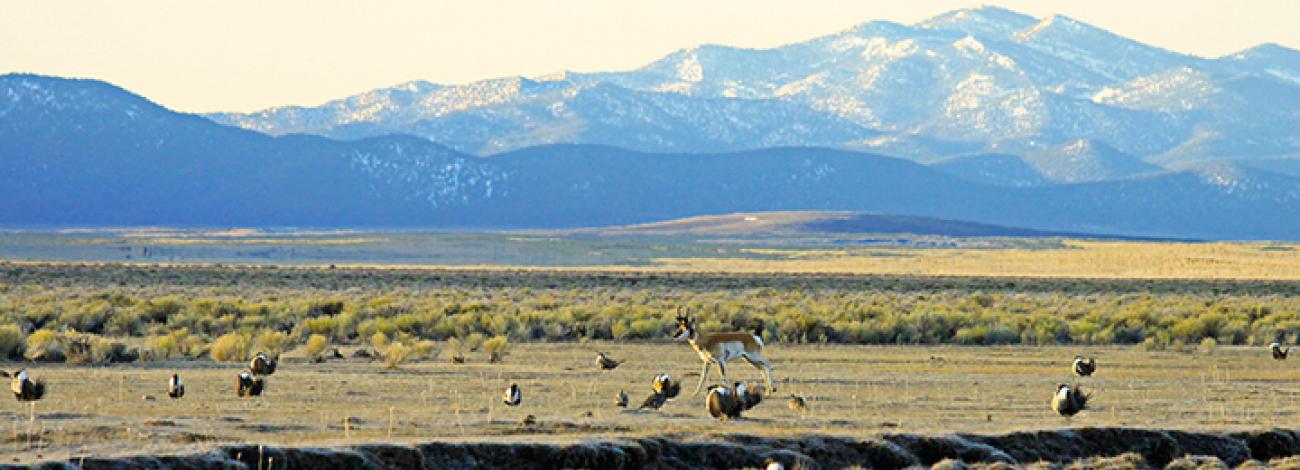 Sagebrush panorama with mountains, pronghorn antelope and sage-grouse