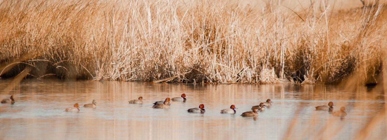 Redhead ducks on the Black River in Carlsbad New Mexico.