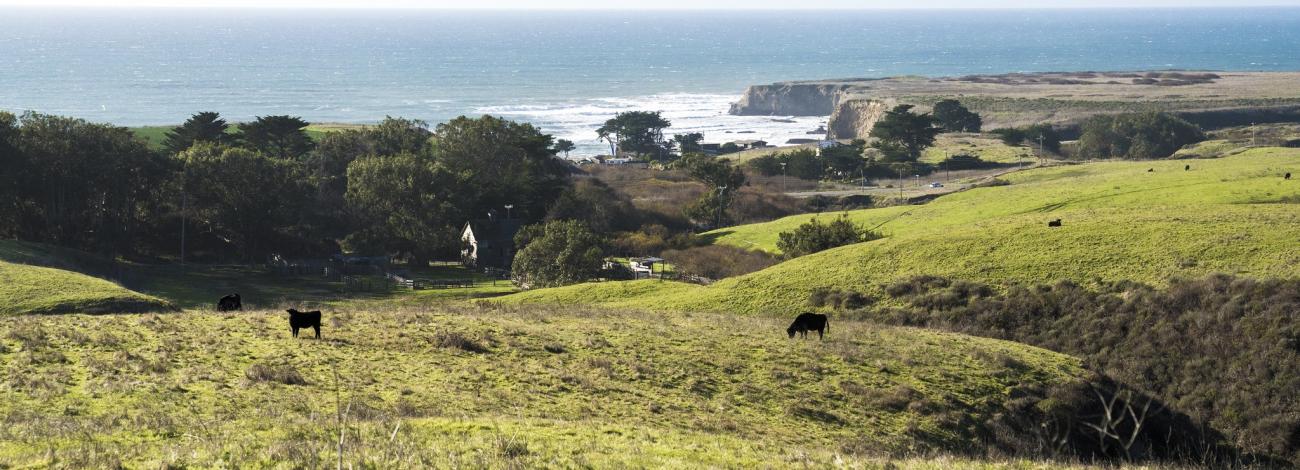 Green pasture next to the ocean.