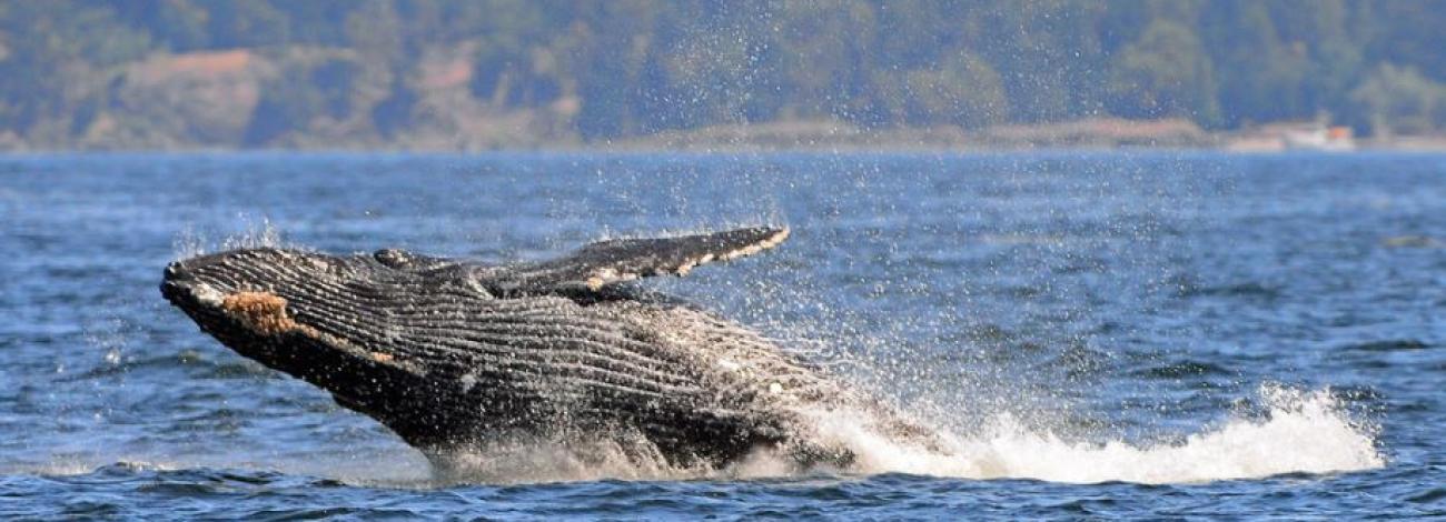 A whale breaches.