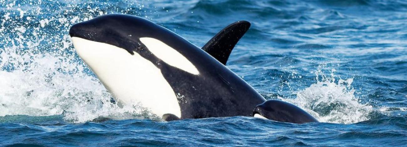 An orca comes to the surface, beside a calf.