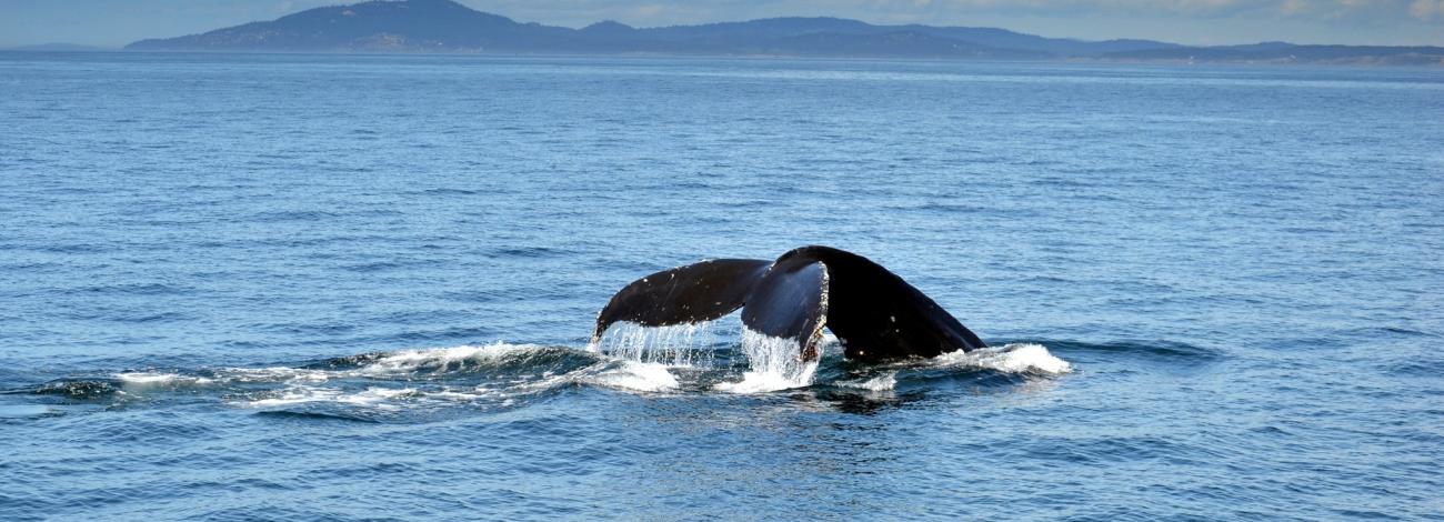 A whale fluke shows above the water, as the humpback whale dives.