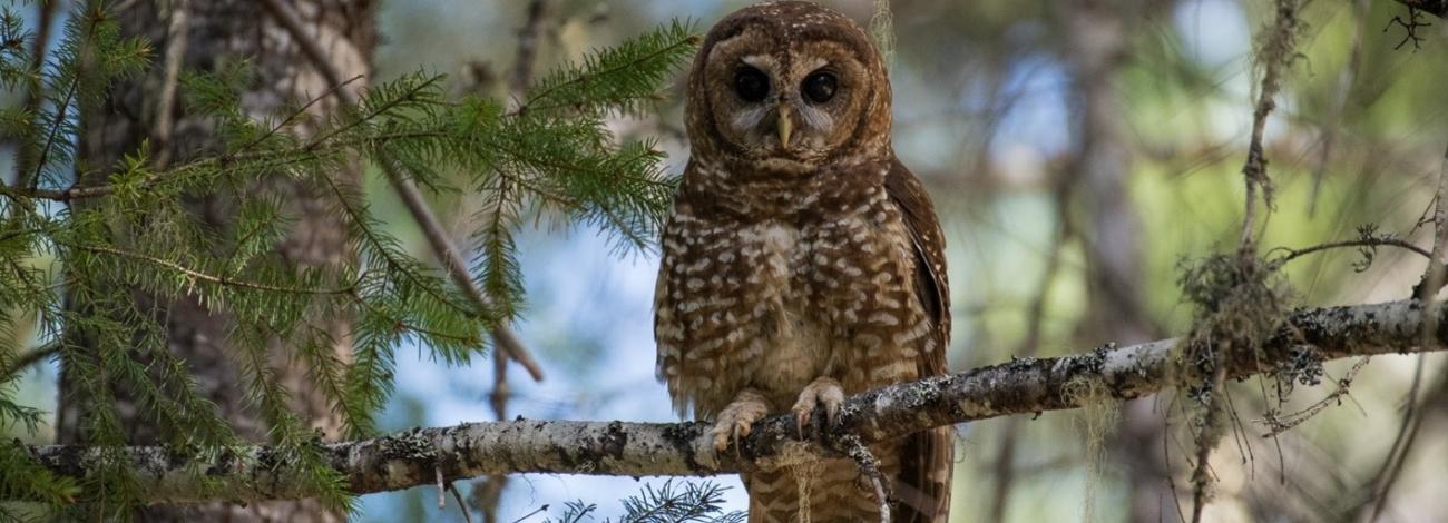 A northern spotted owl sits on a tree branch on BLM-managed public lands in the Medford District.