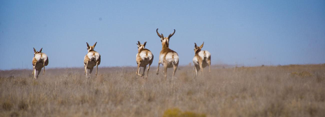 A herd of pronghorn on the run in the Roswell Field Office.