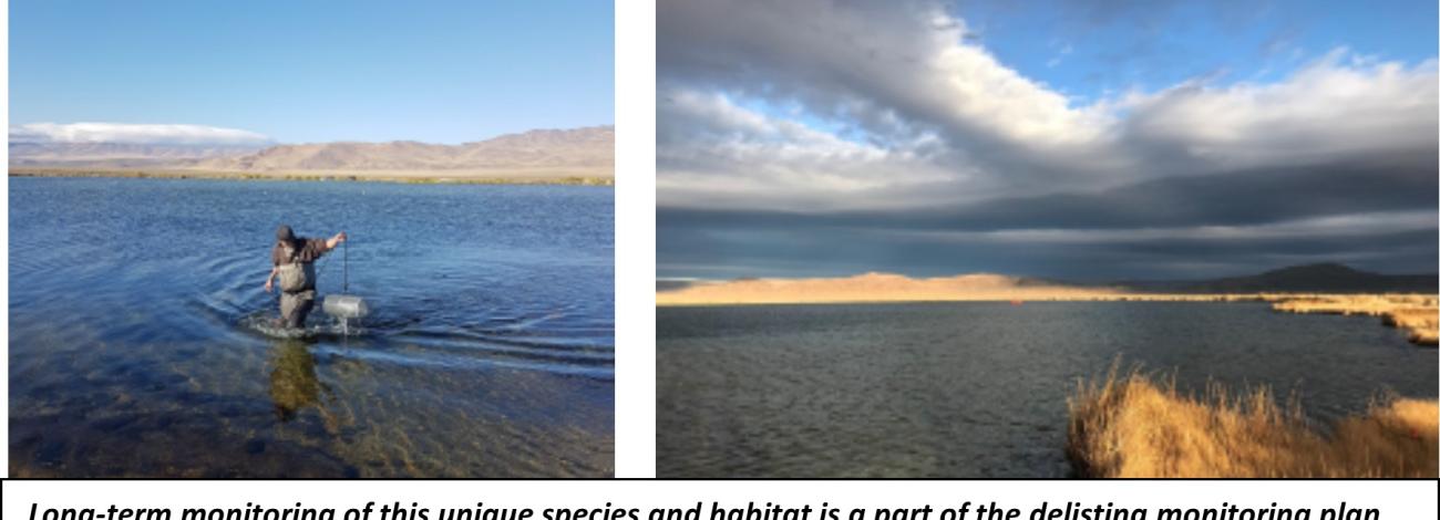 Image of Borax Lake Chub monitoring