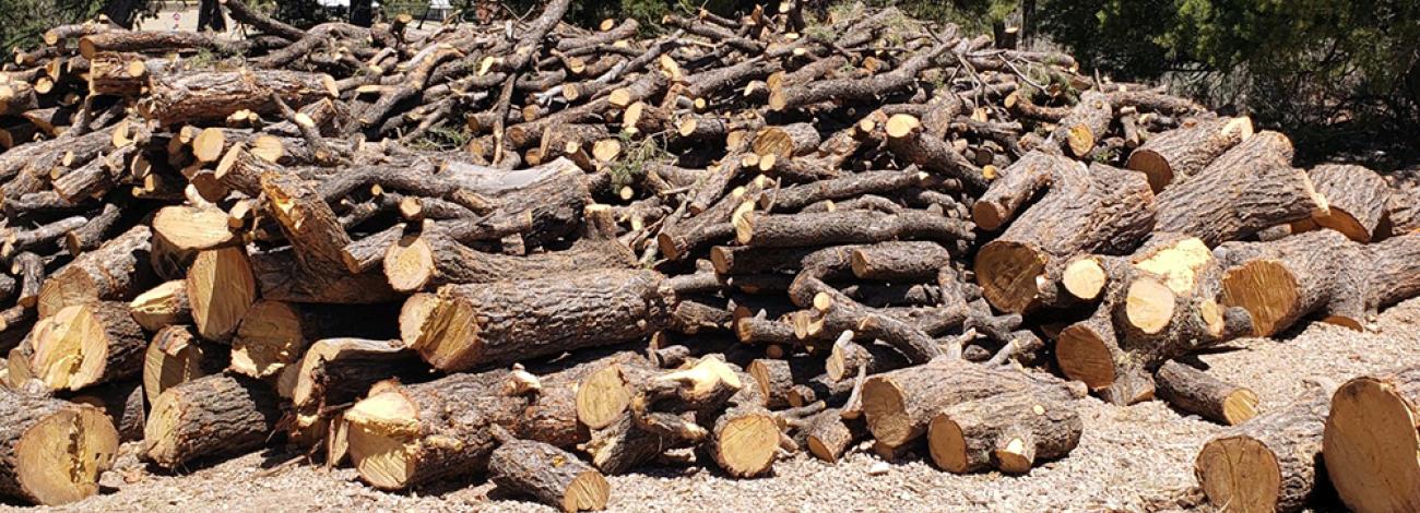 Firewood cutting in the Taos Field Office, New Mexico.