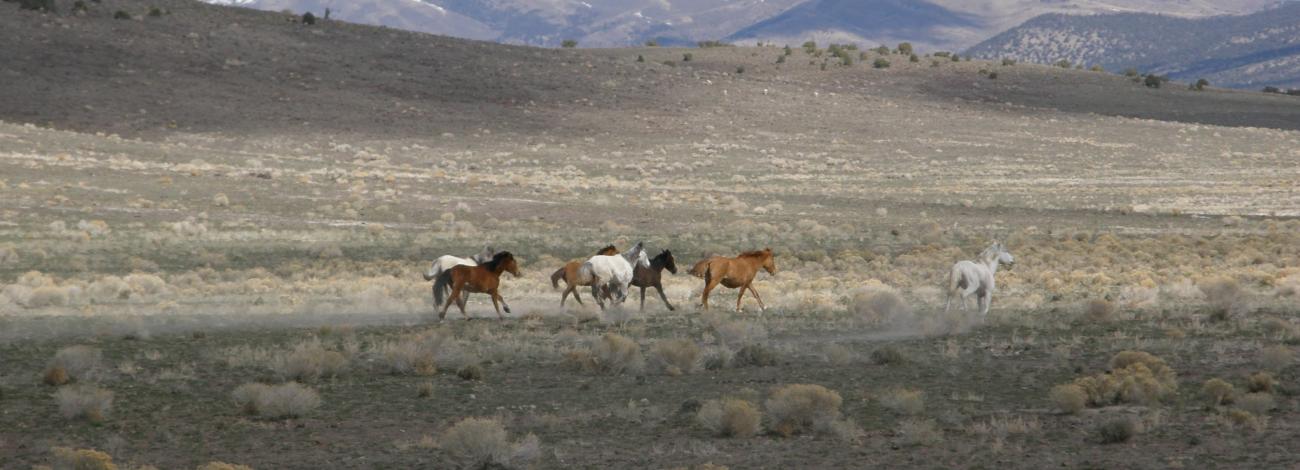 Wild horses are pictured in Butte Valley, northwest of Ely, Nevada.