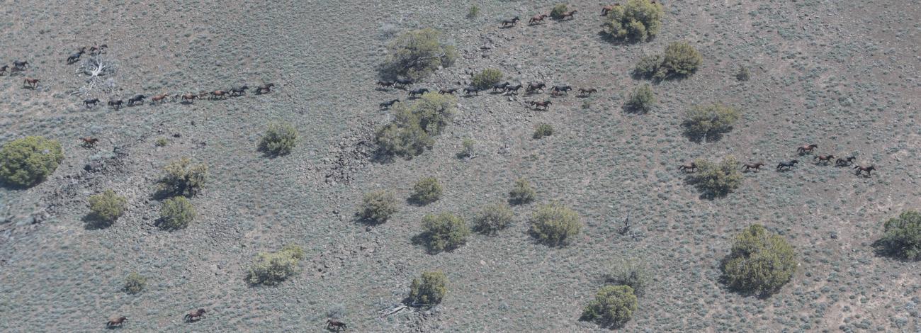 Horses running across a slope in the Buffalo Hills Herd Management Area.