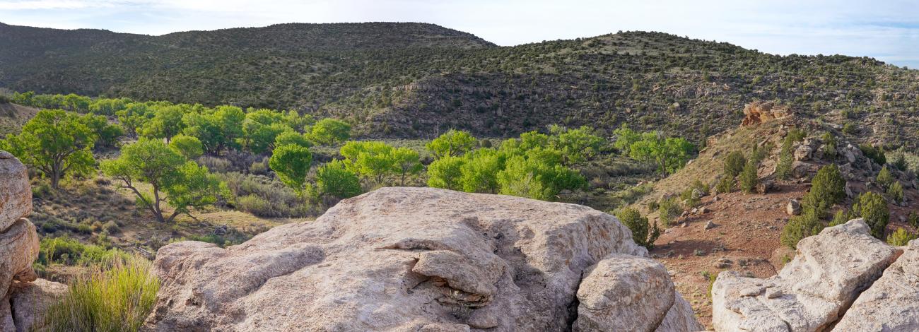 large boulder surrounded by green shrubs. rolling hills with patchy shrubs in the distance.