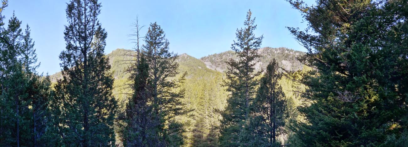 conifer trees looking through to the mountains.