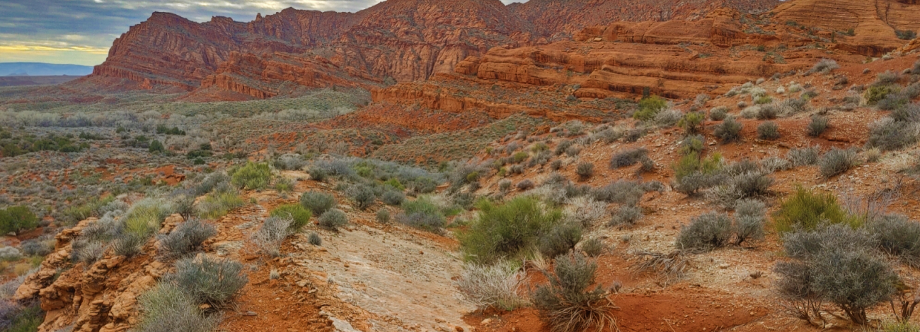 Red Cliffs with desert vegetation in the National Conservation Area.