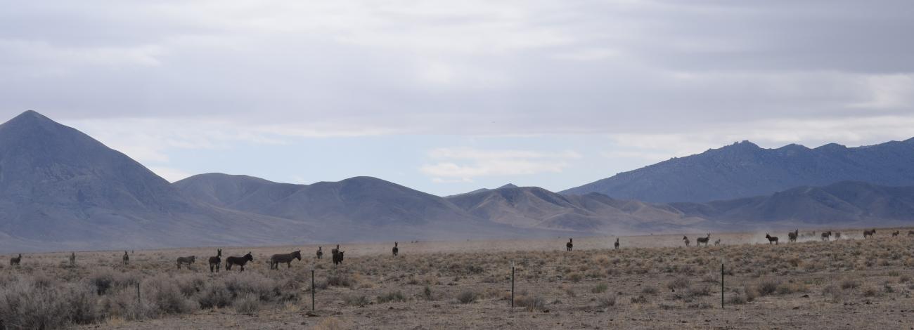 Burros on the Blue Wing Complex.