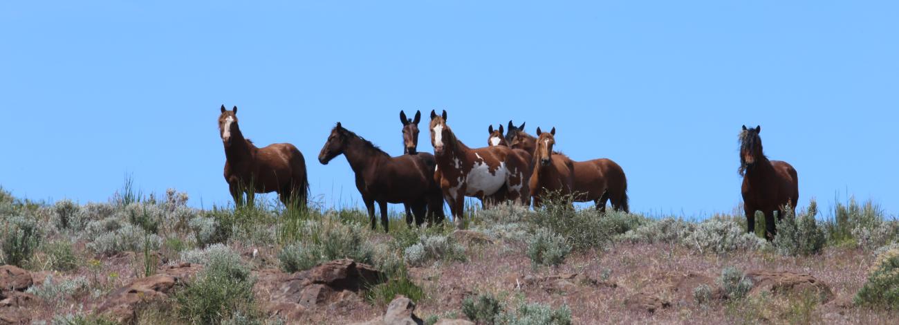 Horses at Twin Peaks