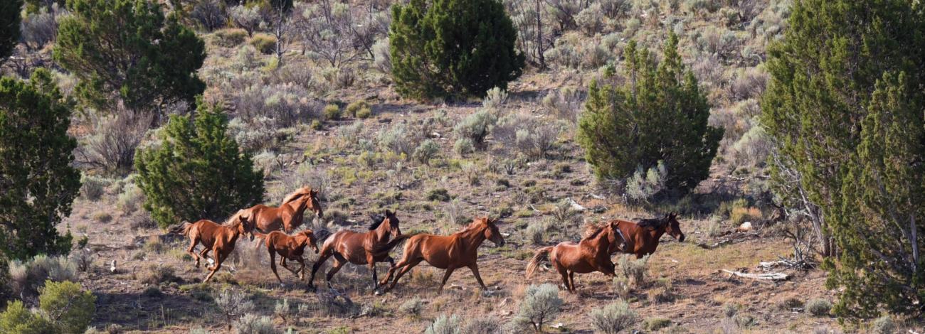 A herd of wild horses on the Bible Spring Herd Management Area with trees and vegetation. 