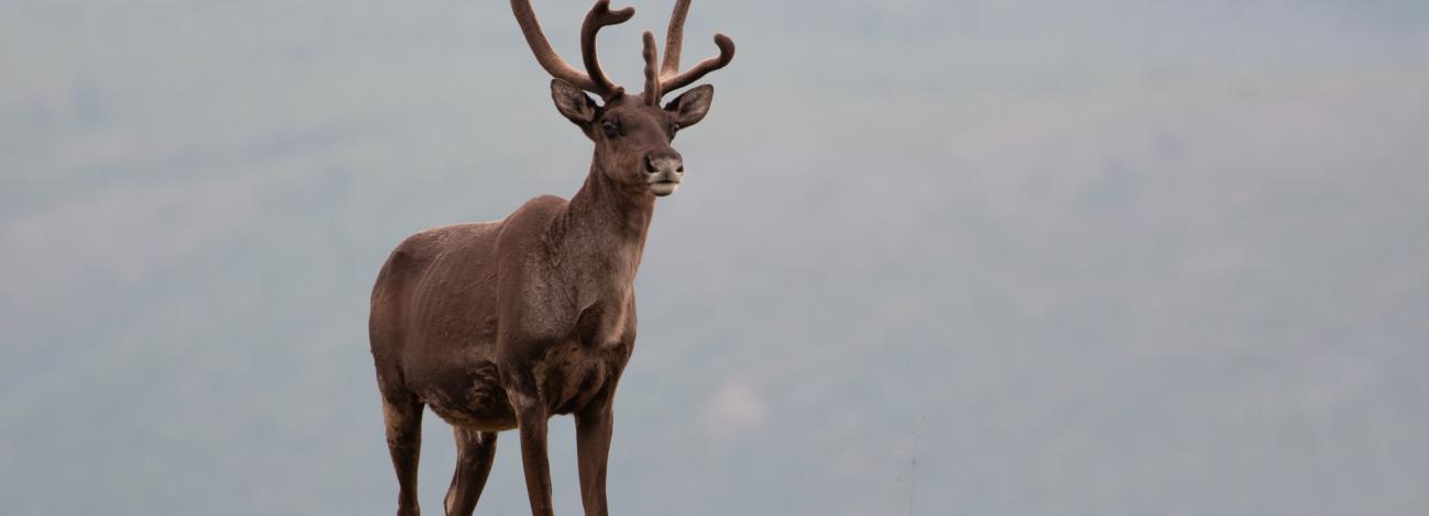 A bull caribou with small velvet antlers stands on the golden-colored tundra.