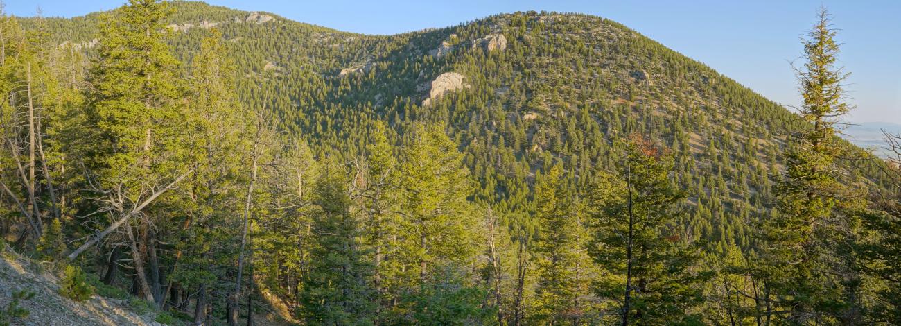 rolling hilly green mountain covered in spaced out conifers with bluebird skies