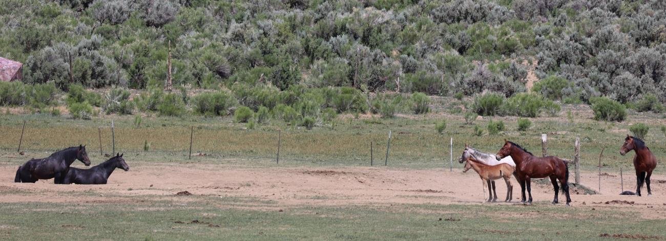 Photo: Wild horses from the Piceance East Douglas HMA at a watering hole on private property June 21. Beyond the fence line is the HMA, and the tent to the left is used by Piceance Mustangs to scout horses. Piceance Mustangs is a partner organization that provides volunteers to assist with the BLM's fertility control program.