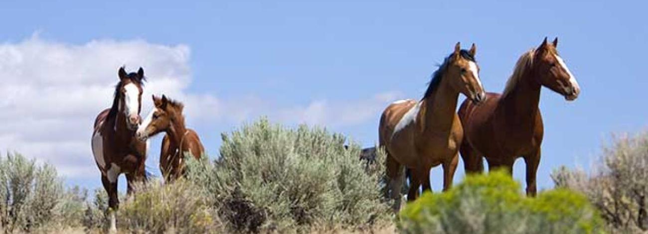 photo of horses on the range